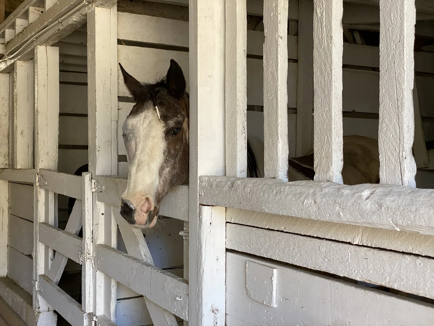 Horse looking out from a wooden indoor stall in the barn