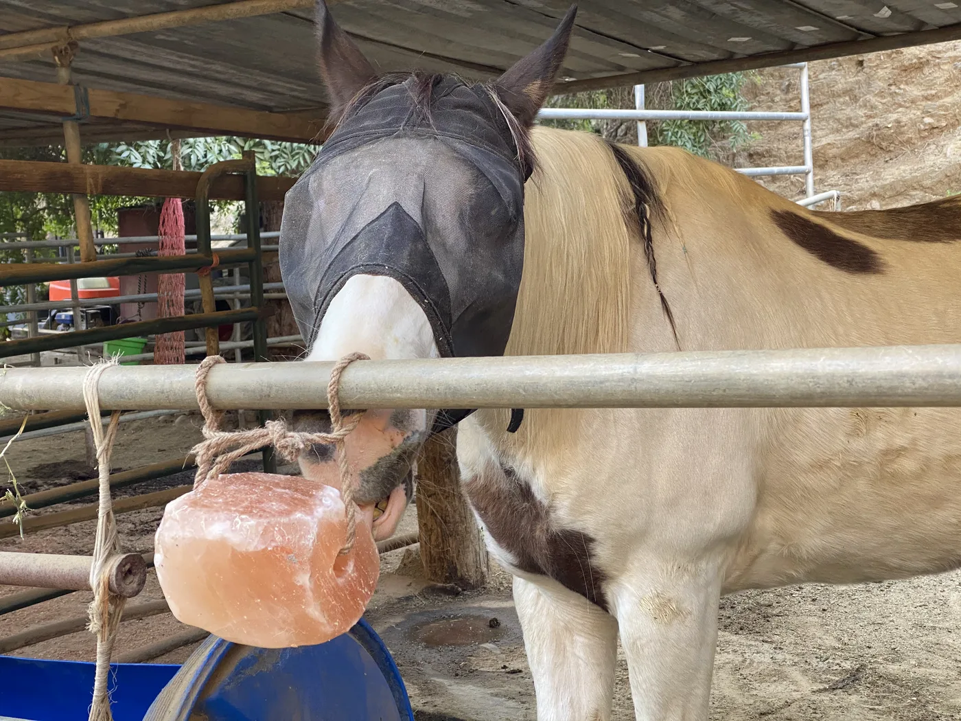 Horse in an outdoor pipe stall beneath a partial roof