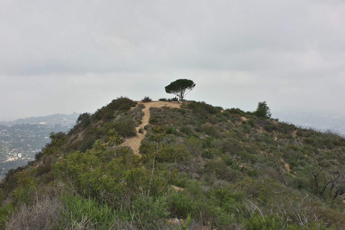 A dirt ridge trail leading to the Wisdom Tree on Burbank Peak in Griffith Park